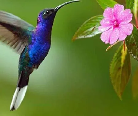 Colibri-3
